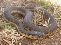 : Thamnophis hammondi; Two-striped Garter Snake