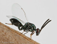: Torymus sp.
