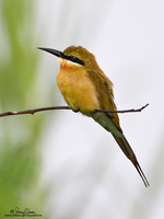 Blue-tailed Bee-Eater Scientific name - Merops philippinus