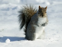 ...gray squirrel photographed in Evanston, Illinois, Dec 7 2002, using a Canon 1Ds camera and Canon