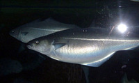 Pollachius virens, Saithe: fisheries, gamefish