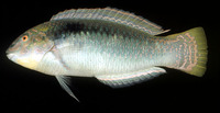 Halichoeres scapularis, Zigzag wrasse: fisheries, aquarium