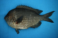 Chromis intercrusma, Peruvian chromis: fisheries