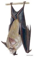 Image of: Rhinolophus blasii (Blasius's horseshoe bat)