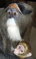 Cercopithecus neglectus - De Brazza's Monkey