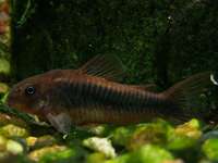 Corydoras aeneus - Bronze Catfish