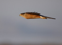 Cooper's Hawk (Accipiter cooperii) photo