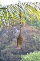Baya Weaver - Ploceus philippinus