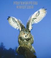 Eagle Owl stock photo