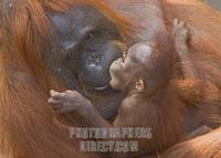 ...s old male orangutan baby ( Pongo pygmaeus ) kissing its mother in the Muenster zoo . stock phot...