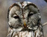 긴점박이올빼미 [Ural owl]