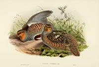Richter after Gould Common Partridge (Perdix Cinerea)