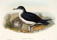 Richter after Gould Manx Shearwater (Puffinus anglorum)
