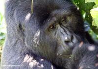 Eastern lowland gorilla in Bwindi