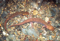 : Dicamptodon copei; Cope's Giant Salamander