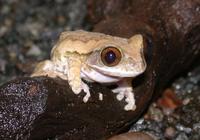 : Leptopelis sp.