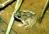 : Phrynobatrachus acridoides; Lowland Puddle Frog