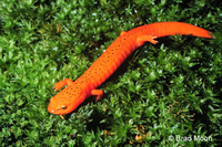 : Pseudotriton ruber schencki; Black-chinned Red Salamander