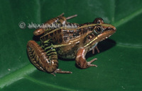 : Ptychadena mascareniensis; Mascarene Ridged Frog