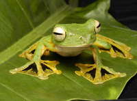 : Rhacophorus nigropalmatus; Wallace's Flying Frog