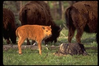 : Bison bison; Bison