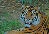 : Panthera tigris sumatrae; Sumatran Tiger