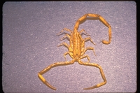 : Isometrus maculatus; Lesser Brown Scorpion