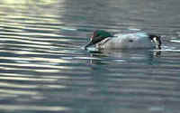 The Falcated Duck is one of the attractive Asian species of waterfowl