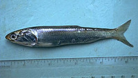 Engraulis mordax, Californian anchovy: fisheries, bait