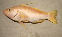 Hemanthias leptus, Longtail bass: fisheries