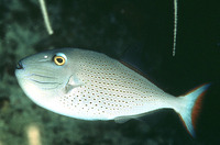 Xanthichthys ringens, Sargassum triggerfish: fisheries, aquarium