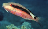 Parupeneus macronemus, Longbarbel goatfish: fisheries, aquarium