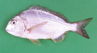 Rhabdosargus thorpei, Bigeye stumpnose: fisheries, gamefish