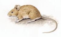 Image of: Andinomys edax (Andean mouse)