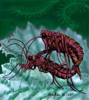 Image of: Mecoptera (scorpion flies)