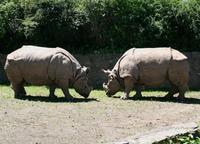 Rhinoceros unicornis - Great Indian Rhinoceros