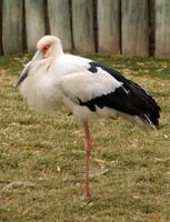 Image of: Ciconia maguari (Maguari stork)