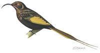 Image of: Drepanorhynchus reichenowi (golden-winged sunbird)