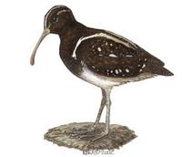 Image of: Nycticryphes semicollaris (South American painted-snipe)