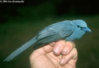 Blue Paradise-flycatcher - Terpsiphone cyanescens