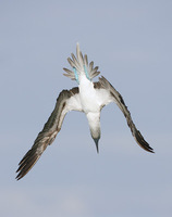 Blue-footed Booby (Sula nebouxii) photo