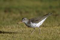 Spotted Sandpiper (Actitis macularia) photo