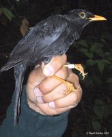 Black Robin - Turdus infuscatus