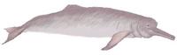Amazonas-Flussdelfin (Inia geoffrensis) Boto