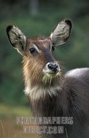 ...Young Defassa waterbuck , Kobus ellipsiprymnus defassa , Mount Kenya National Park , Kenya stock