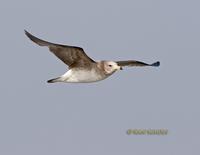 Black-tailed gull C20D 03002.jpg