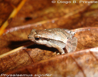 : Physalaemus spiniger; Iguape Dwarf Frog