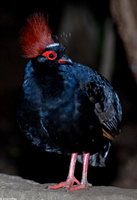 : Rollulus roulroul; Crested Partridge
