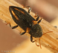 : Dubiraphia sp.