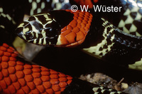: Simophis rhinostoma; False Coral Snake